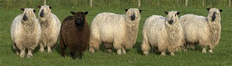 Know Your Sheep - Wensleydale Sheep - YAK