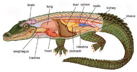 Reptiles: characteristics and examples