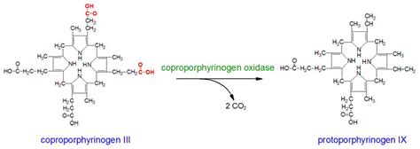 Hereditary Coproporphyria, HCP | The Medical Biochemistry Page