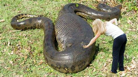 Anaconda Pictures, Black Animal Anaconda Image, #24087