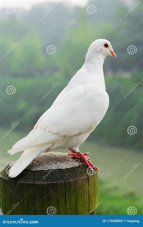 White Pigeon Royalty Free Stock Images - Image: 17048899