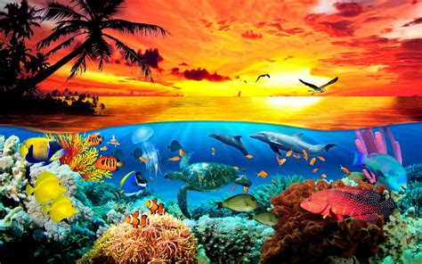 Sea Life Wallpaper, Ocean Wallpaper, Animal Wallpaper, Underwater ...