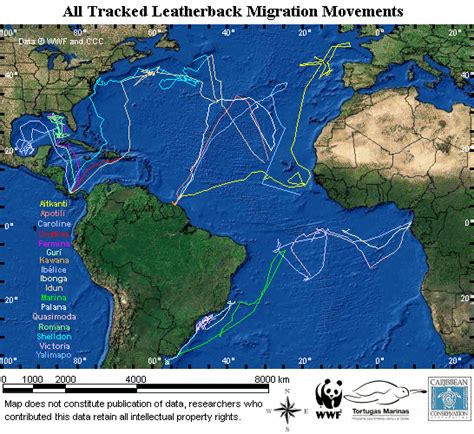 Giant Leatherback Sea Turtle | Single map with all current tracks. Click to enlarge. | WEIRD ...