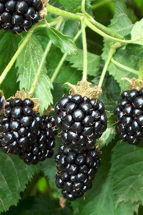 Buy Triple Crown Thornless Blackberry Plants For Sale Online From Wilson Bros Gardens