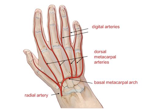 Wrist Hand Anatomy