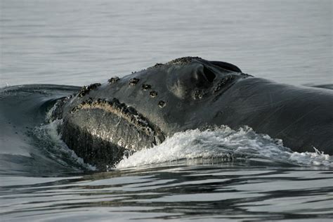 The Right Whale to Protect - LegaSea Ecology