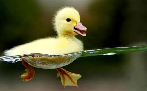 HQ Wallpapers Arena: HQ Cutee Small Yellow Duck Wallpaper