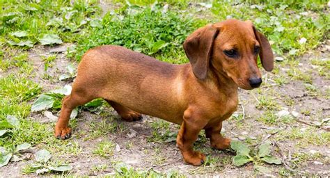 Teacup Dachshund – Everything You Need to Know About This Tiny Pup