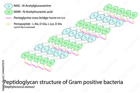 Structure of gram positive bacterial cell wall - peptidoglycan polymers ...