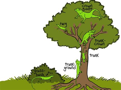 Convergent Evolution Plants