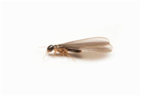 Damage Flying Termites Can Cause: Prevention and Treatment