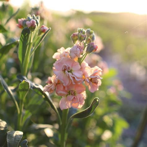 Stock Apricot - Floret Flowers