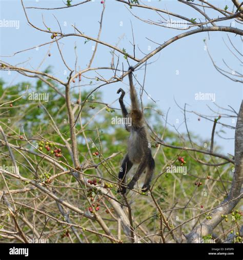 Prehensile tail hi-res stock photography and images - Alamy