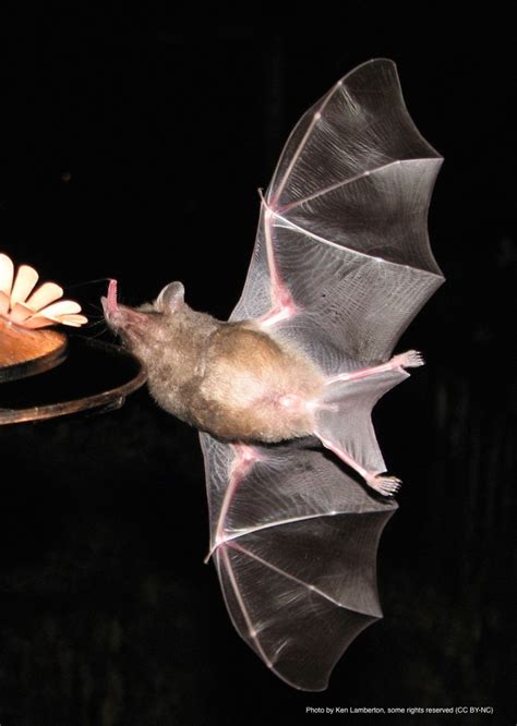 Featured Creatures: Nectar Bats – National Geographic Education Blog