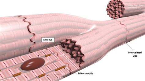 Cardiac muscle – Veterinary Histology