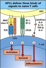 T-Cell activation Flashcards | Quizlet