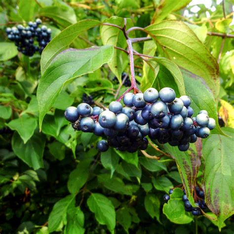 Silky Dogwood (Cornus amomum) - Great Plains Nursery