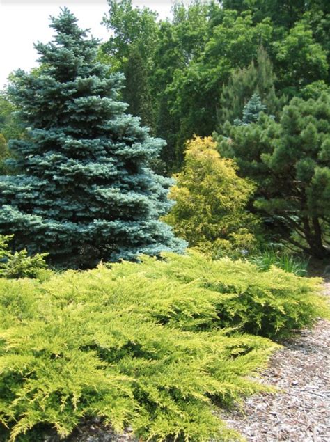 Choosing evergreens for your landscape | UMN Extension