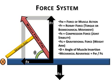 Force Diagrams Example for Science Class | Science, Body diagram, Science class