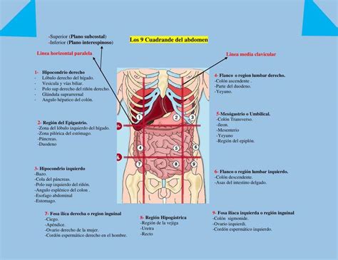 Los 9 Cuadrantes del Abdomen | Osoria05_99 | uDocz