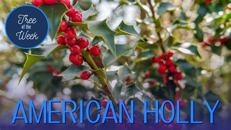 Tree of the Week: American Holly - YouTube