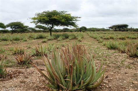 Aruba Aloe Museum and Factory | Aruba Sightseeing | Aruba