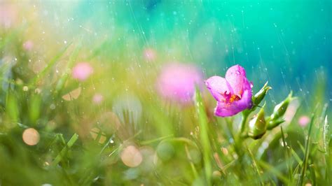 Spring Rain Wallpaper For Desktop (69+ images)