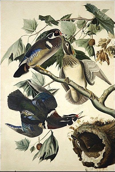 John James Audubon Wood Duck Painting | Best Paintings For Sale