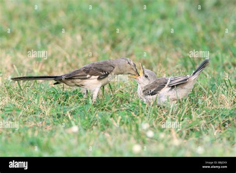 Northern Mockingbird feeding Fledgling Stock Photo - Alamy