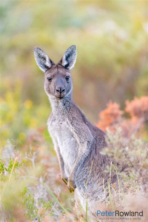 Western Grey Kangaroo - Peter Rowland Photographer & Writer