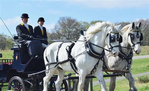 Winter Horse Carriage Rides | Things to do in London