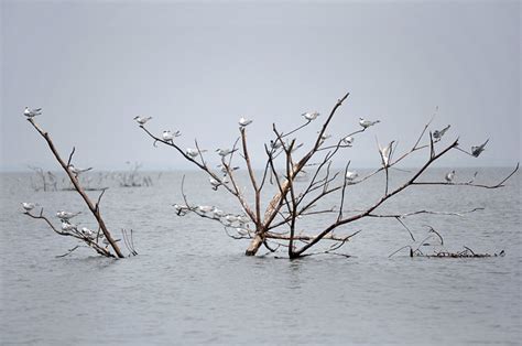 Negombo Lagoon - LANKA EXCURSIONS HOLIDAYS