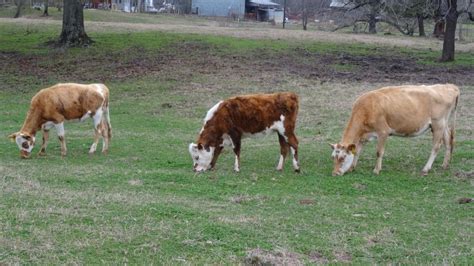 A2A2 milk cows for sale | Falster Farm on Pasture 365