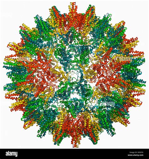 Hepatitis B virus capsid, molecular model Stock Photo: 65209289 - Alamy