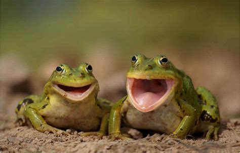 Do You Guys Want To Look at Two Frogs? : r/pics