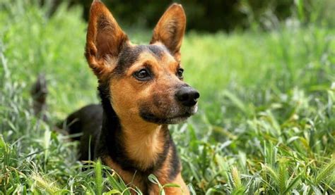 Out of 43 German Shepherd mixes, which is the one for you? - K9 Web