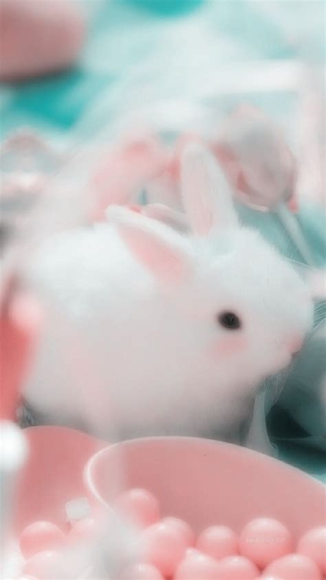 Cute Bunny Rabbits Wallpaper