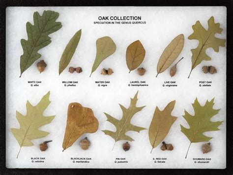 Oak Collection Leaf and Seed Display - Oak Leaf Display | Tree leaf ...