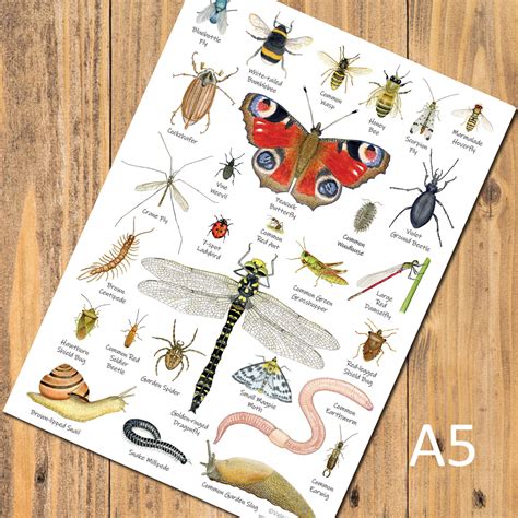 British Minibeasts, Invertebrates Identification A5 Card Postcard