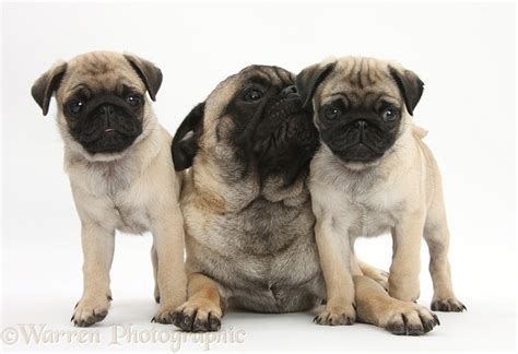 Fawn Pug dog and puppies, 8 weeks old photo WP29004