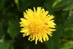 Dandelion, Taraxacum officinale – Wisconsin Horticulture