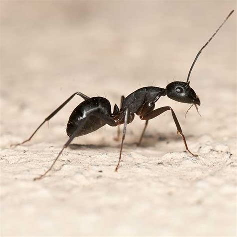 Carpenter Ant Exterminators & Treatment - Las Vegas Henderson Nevada