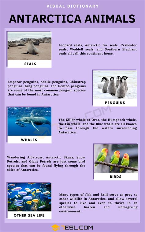 Antarctica Animals Names in English • 7ESL