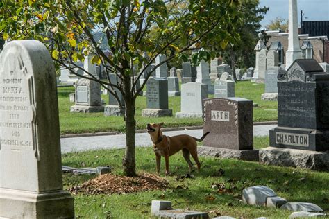 Scenes from the Congressional Cemetery - The Washington Post