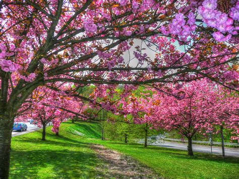 Spring Trees Wallpapers - 4k, HD Spring Trees Backgrounds on WallpaperBat