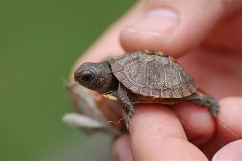 Baby Turtle | Turtles that stay small, Pet turtle, Baby turtles