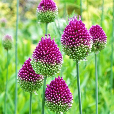 Wine-Red Allium Bulbs for Sale | Sphaerocephalon (Drumstick) – Easy To ...