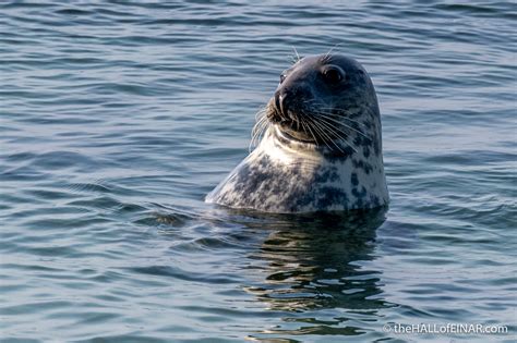 Have you seen a male Grey Seal? – the HALL of EINAR