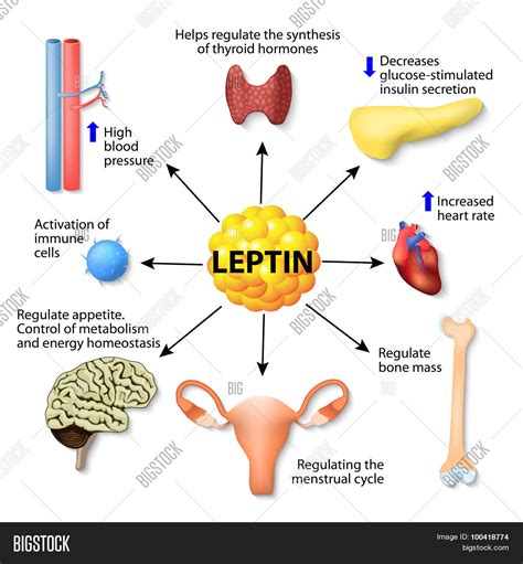 Leptin Hormone Vector & Photo (Free Trial) | Bigstock