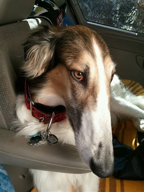 Borzoi Dog Info, Mixes, Temperament, Training, Puppies, Pictures